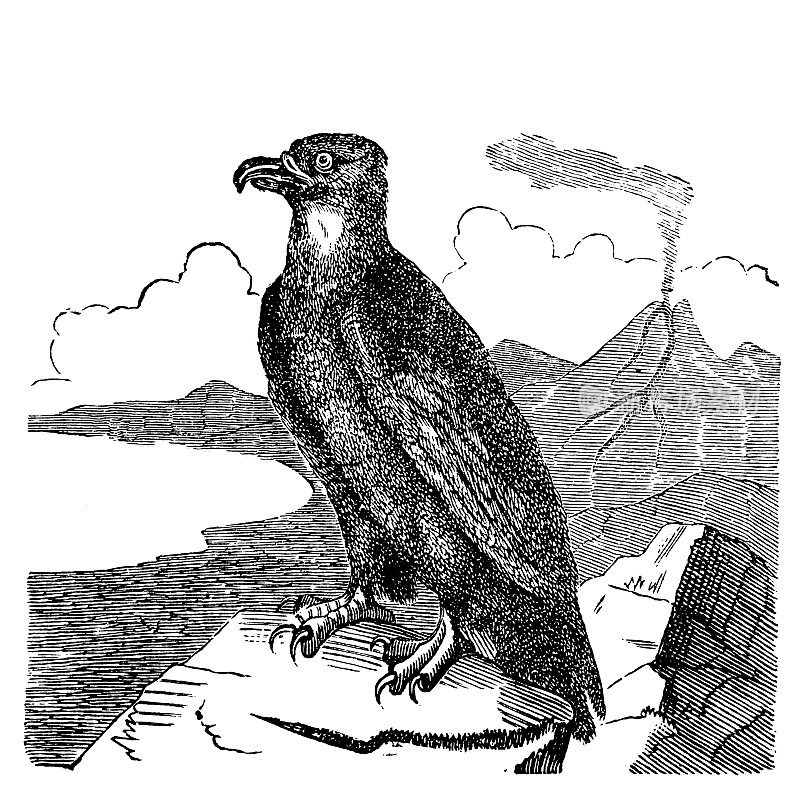 环尾鹰(Aquila fulva)